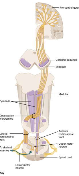 <p>Damage to the pyramids in the medulla affects what pathway?</p>