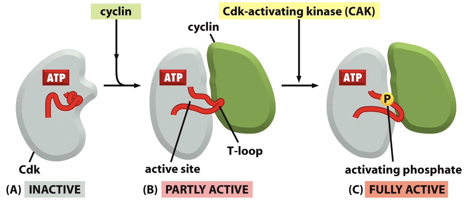 <p>A) Inactive (no cyclin bond)</p><p>B) Cyclin binds, Partly active - forms T loop (no longer blocking active site)</p><p>C) T-loop is phosphorylates - fully active form</p><p>Confirmational changes in cdk not cyclin</p>