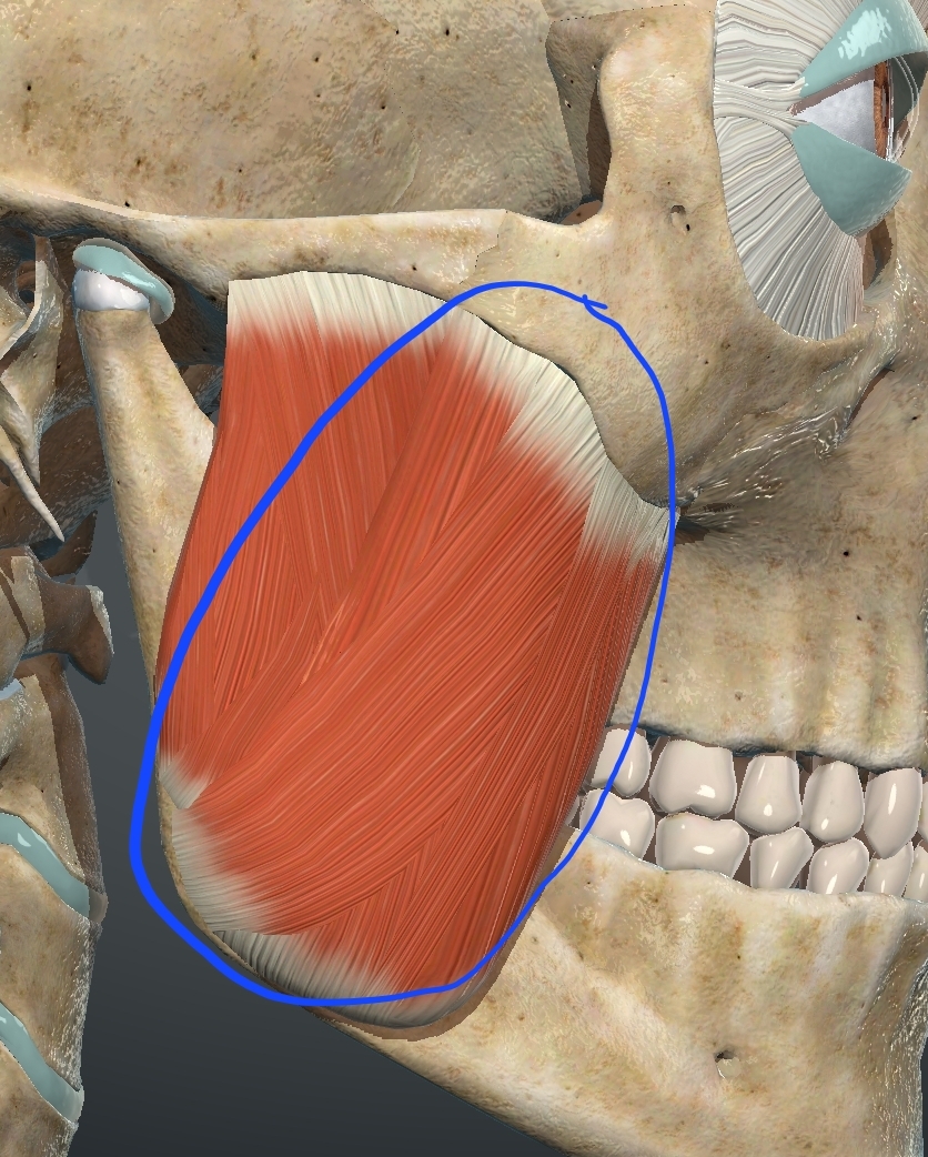 <p>What muscle is this?</p>