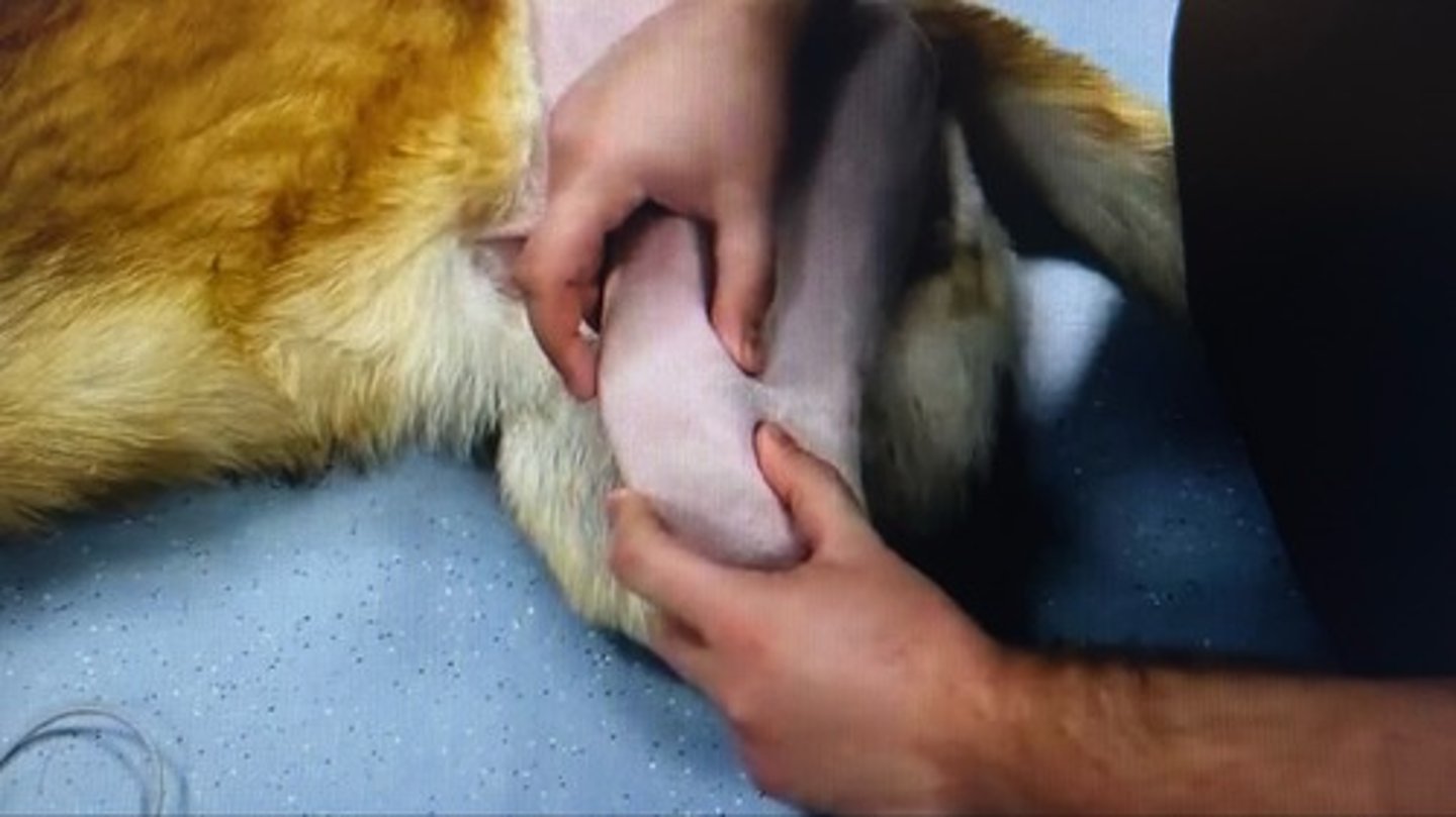 <p>Cranial drawer test is used for diagnosing CCL disease. How do you do it?</p>