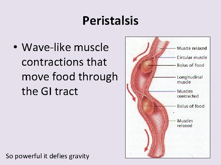 <p>series of wave-like muscle contractions that moves food through the digestive track </p><ul><li><p>starts in the esophagus → stomach → small intestine → large intestine → anus </p><p></p></li></ul><p></p>