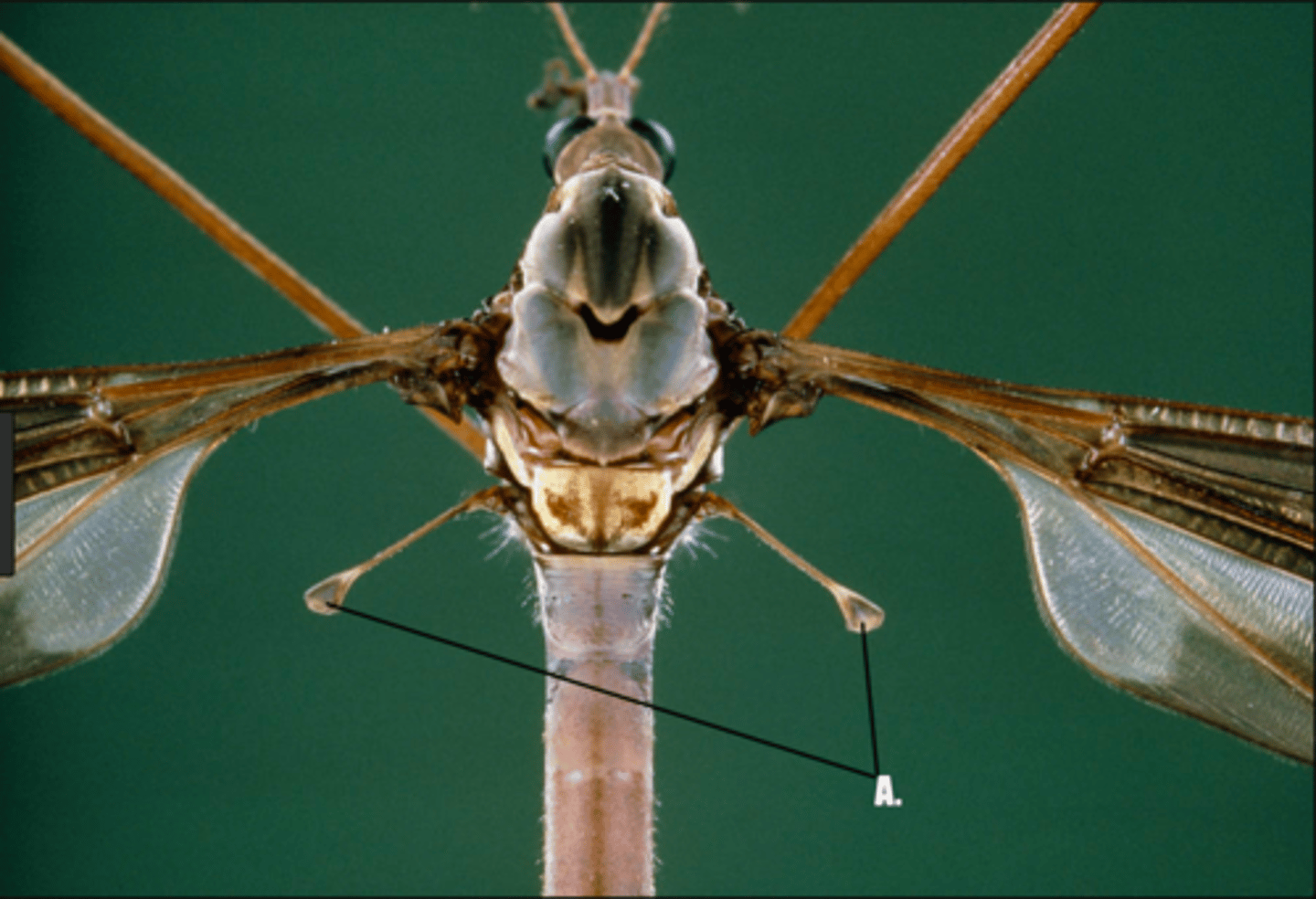 <p>Diptera, Reduced hindwing</p>