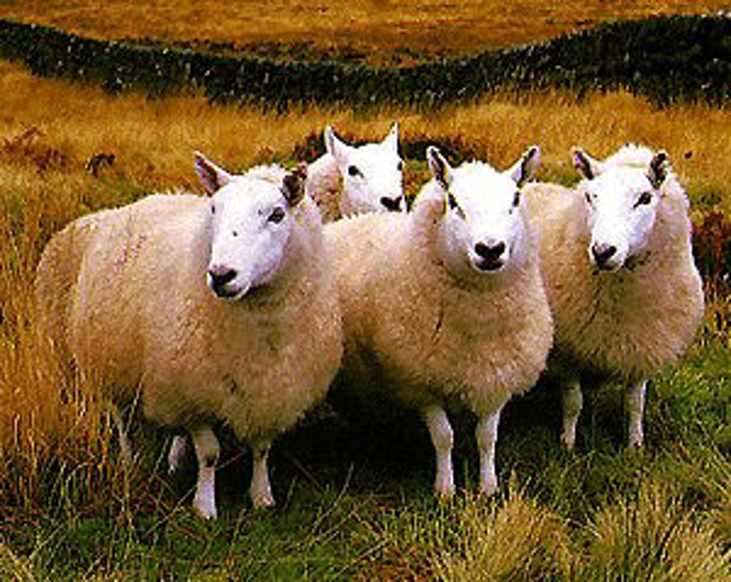 <p>Clean, alert appearance- "Decorative"</p><p>White, open face, erect ears, clean head and legs</p><p>Small, low-set, thick, and well proportioned</p><p>Very hardy and able to withstand extreme conditions</p>
