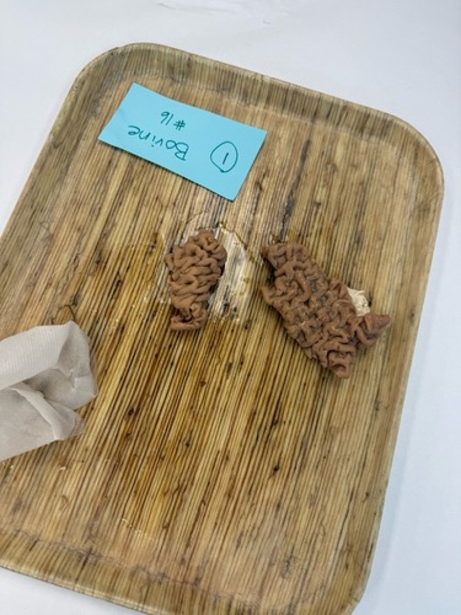 <p>Provide morphological diagnosis</p>