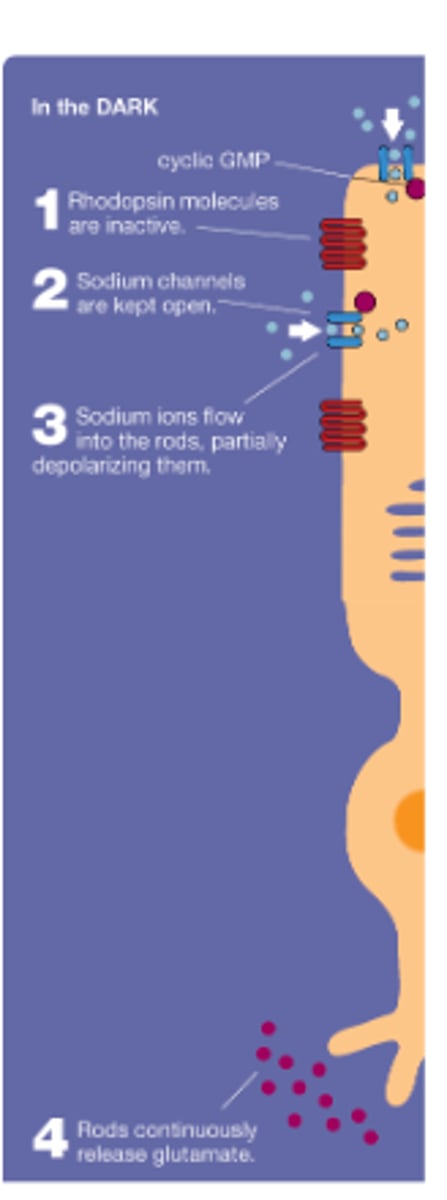 <p>cGMP (depolarized)</p>