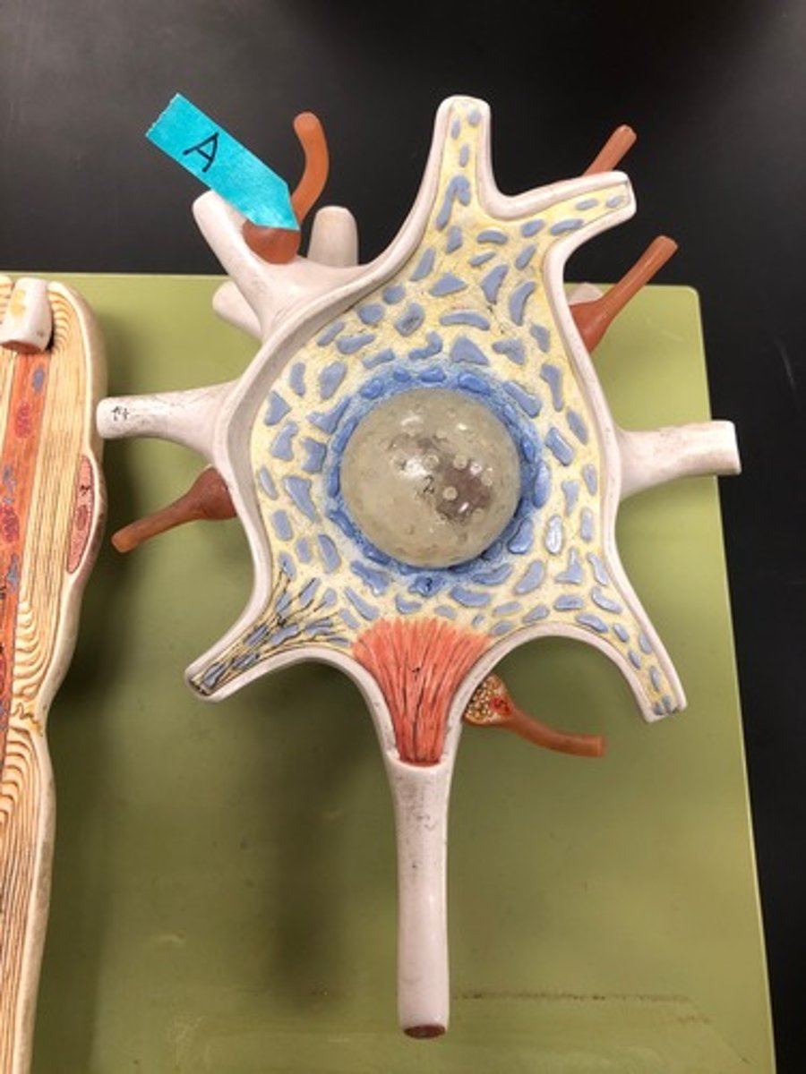<p>Identify this brown structure.</p>