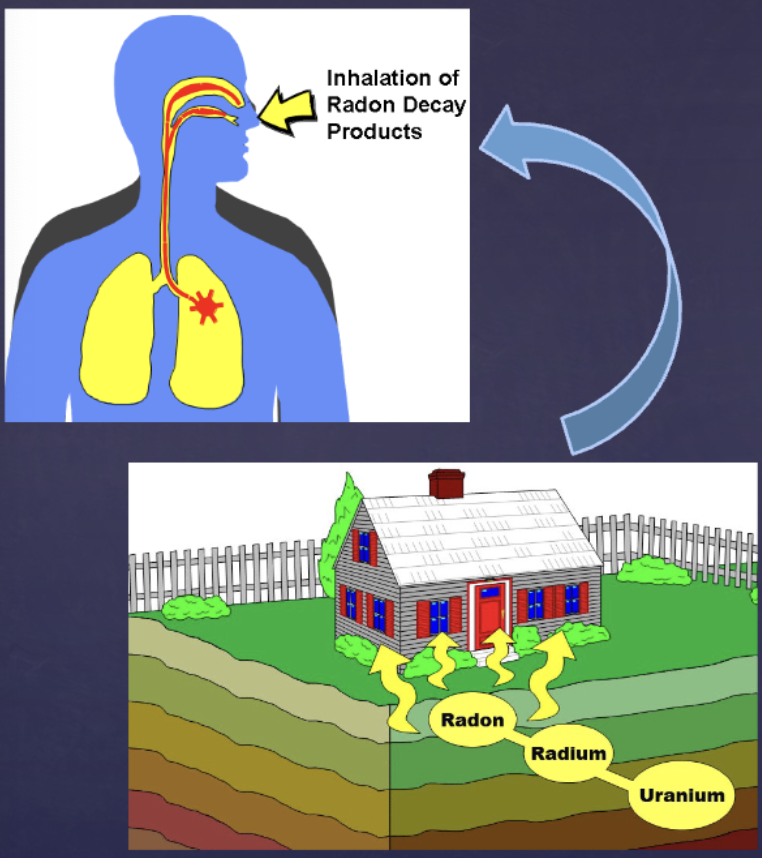 <p>Radioactive decay products of radon emit alpha particles that affect cells in the lung</p>