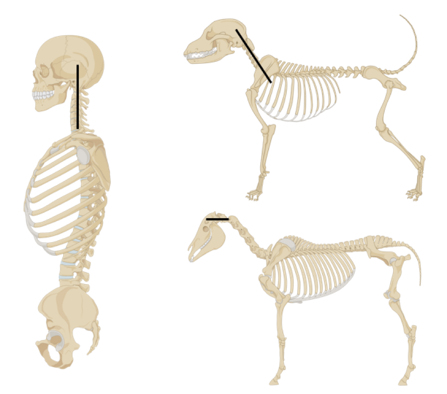 <ul><li><p><strong>Bipedal</strong> – walking on two limbs</p></li></ul><ul><li><p><strong>Quadrupedal </strong>– walking on four limbs</p></li><li><p><strong>Orthograde </strong>= vertical posture</p></li><li><p><strong>Pronograde</strong> = horizontal posture</p></li></ul><p></p>