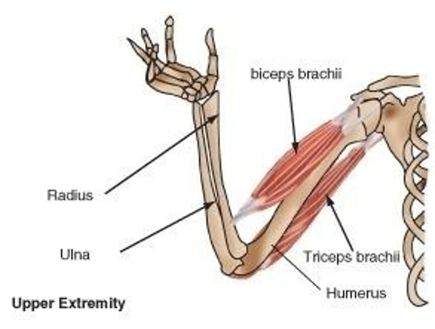 <p>A muscle that, when contracted, pulls on the radius bone, causing the arm to move up.</p>