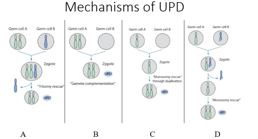 <p>UPD occurs when 2 copies of a Chr come from the same parent</p><p>Therefore both will have either maternal or paternal pattern of methylation</p>