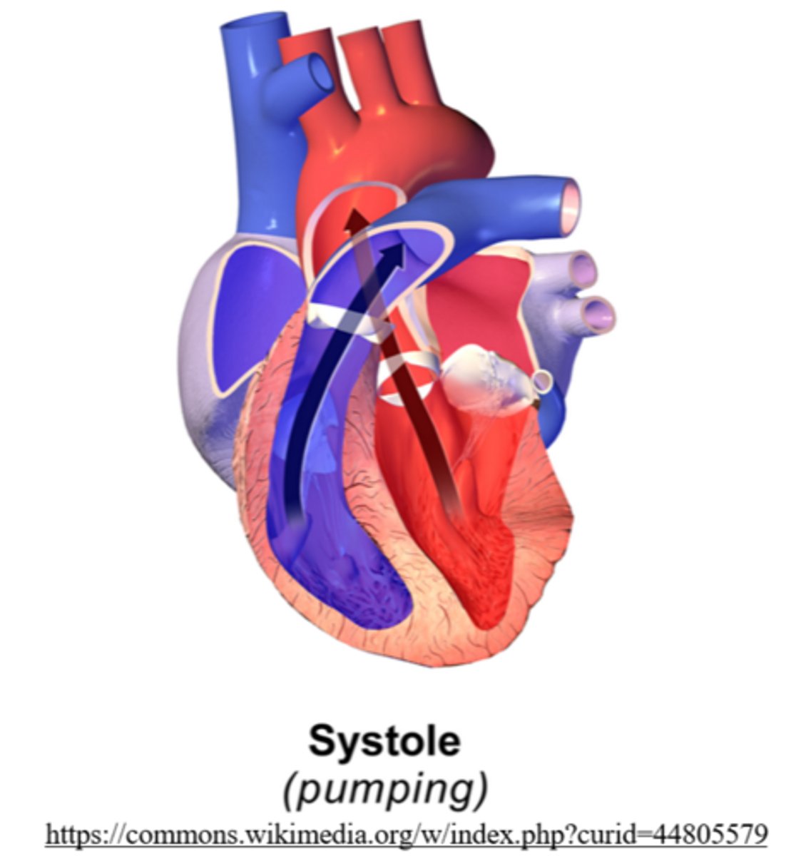 <p>systole</p>