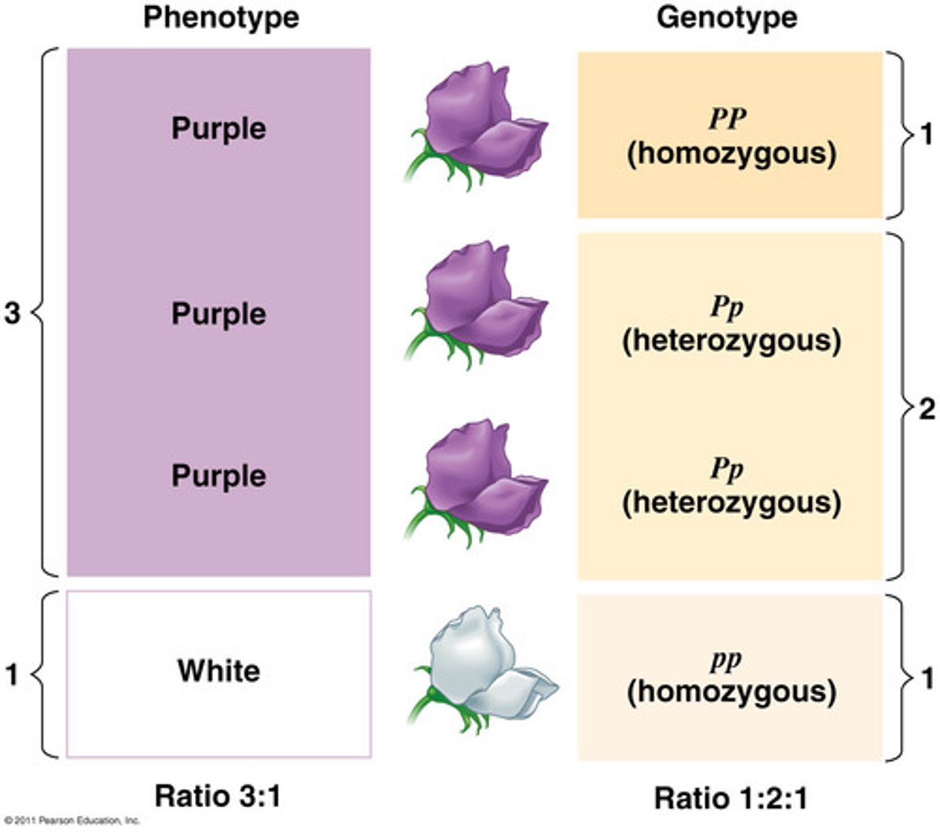<p>Observable (physical) characteristics resulting from the combination of alleles in the genotype</p>