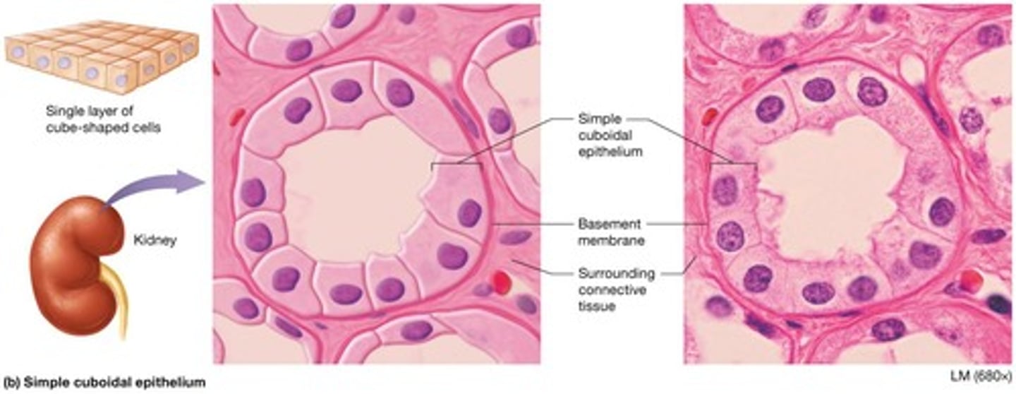 <p>Single layer of cube-shaped cells with large central nucleus thin enough for rapid substance diffusion.</p>