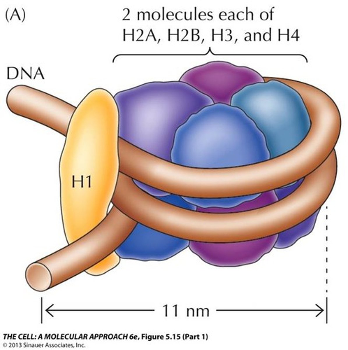 <p>-simplest structural unit of eukaryotic chromatin</p><p>-made of histone core, 1.65 turns of DNA, condenses DNA 7x</p>