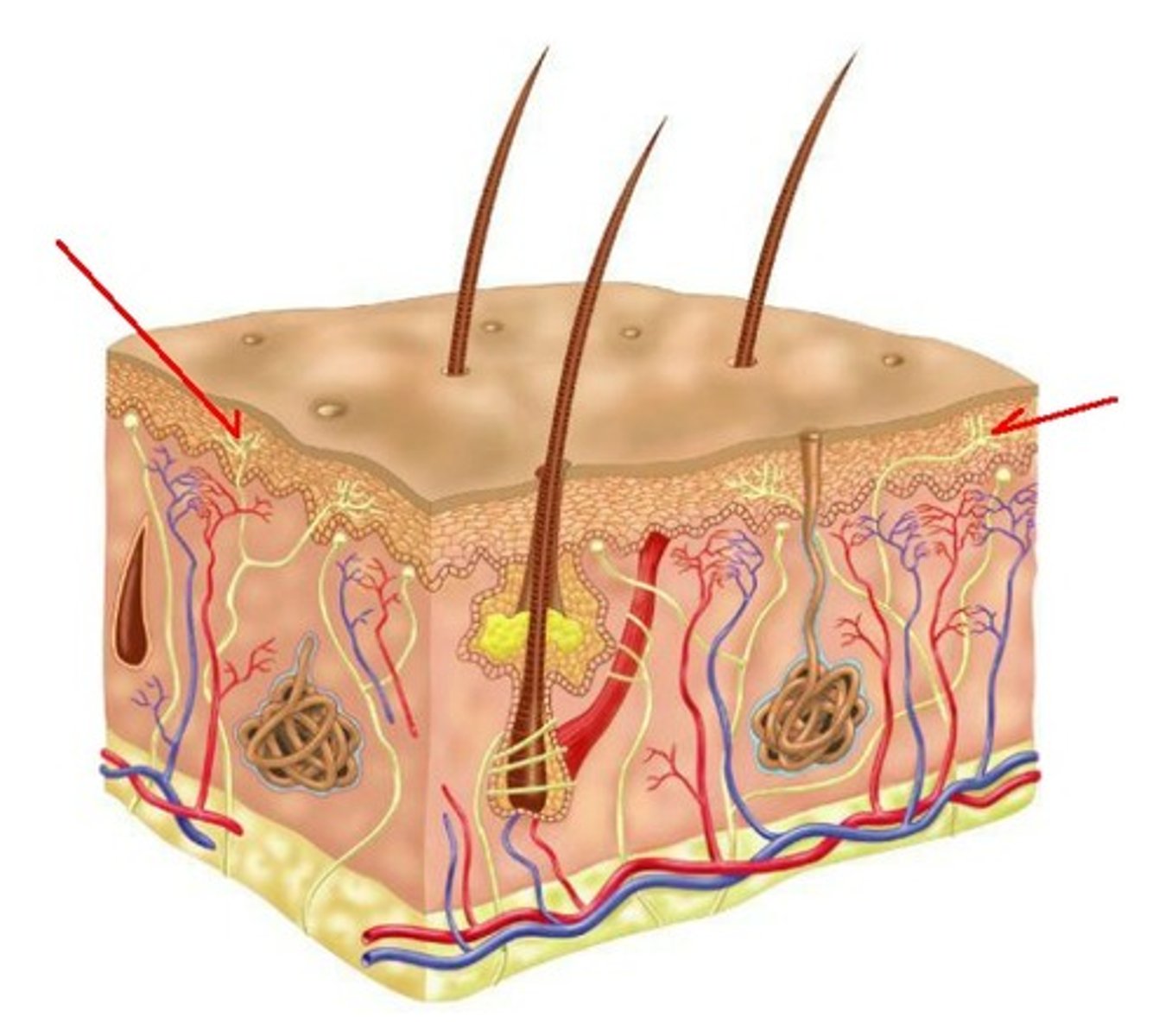 <p>small epidermal structures with nerve endings that are sensitive to touch and pressure</p>