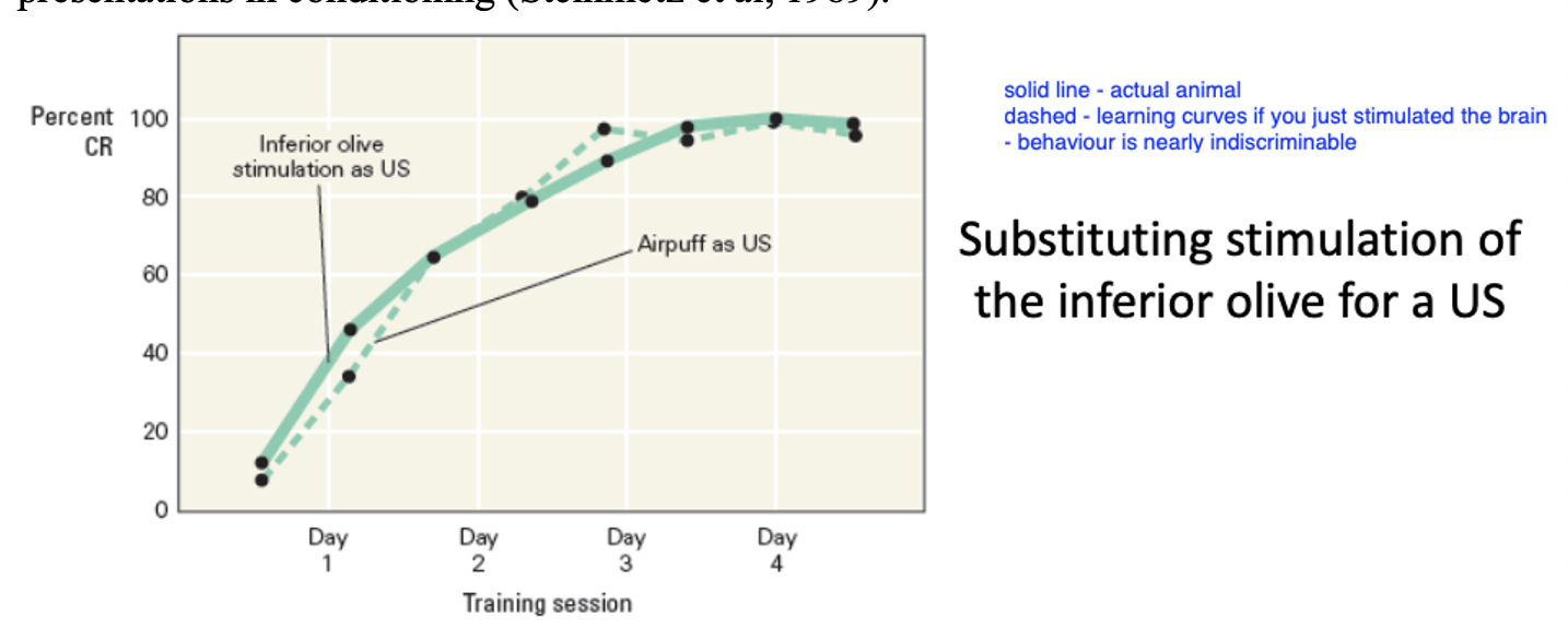 <ul><li><p>should be possible to generate conditioned eyeblink response by pairing electrical stimulation of the pontine nuclei (CS) with electrical stimulation of inferior olive (US) with no presentation of external stimuli</p></li></ul><p></p>