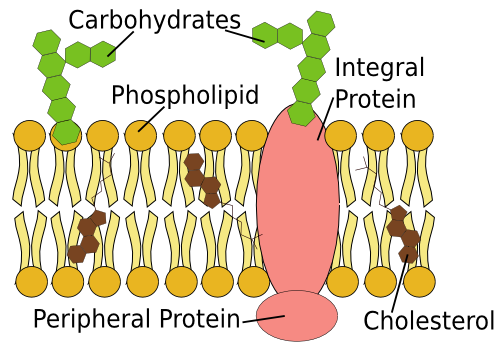 <p>The cell membrane controls what materials comes in or out of the cell and are involved in cell communication, cell adhesion, and binding of hormones.</p>