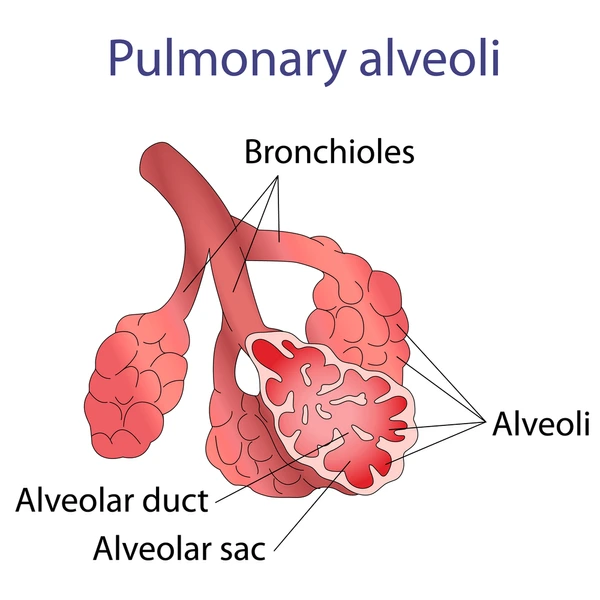 <p>Respiratory bronchioles, alveolar ducts, alveolar sacs, and alveoli</p>