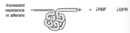 <p>Decreased renal blood flow</p><p>Decreased GFR</p>