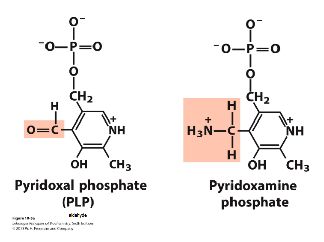 <p>Degradation of aa in the liver- transamination</p>