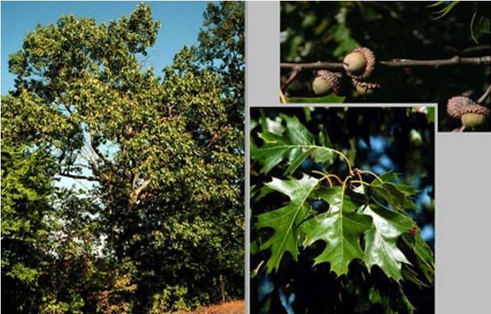 <p>.</p><img src="https://dendro.cnre.vt.edu/dendrology/images/Quercus%20velutina/fruit1.jpg" data-width="100%" data-align="center" alt=""><p>cap covers most of acorn, deep u shaped lobes yellowish brown on bottom</p>