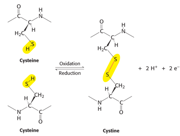 * covalently cross-link two cysteines together
* disulfide bridges can be intrachain/btwn diff polypeptide chains
* these linkages can __**stabilize struct**__
* Protein Disulfide Isomerase (PDI) enzymes help catalyze this oxidation rxn