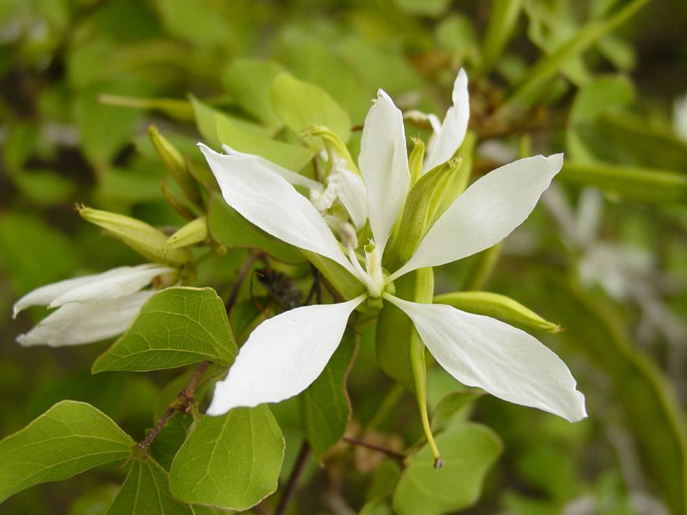 Anacacho Orchid