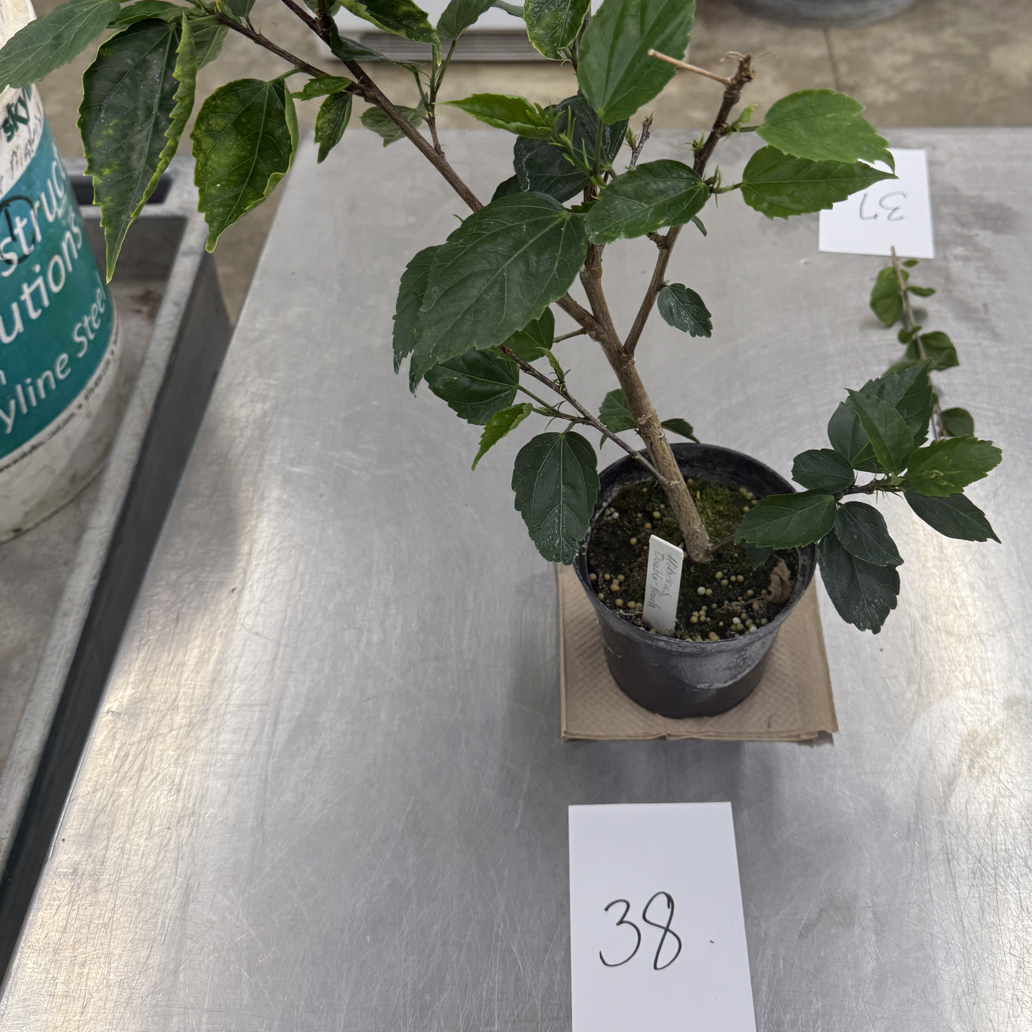 <p>Identify the attachment type of the leaf specimen</p>