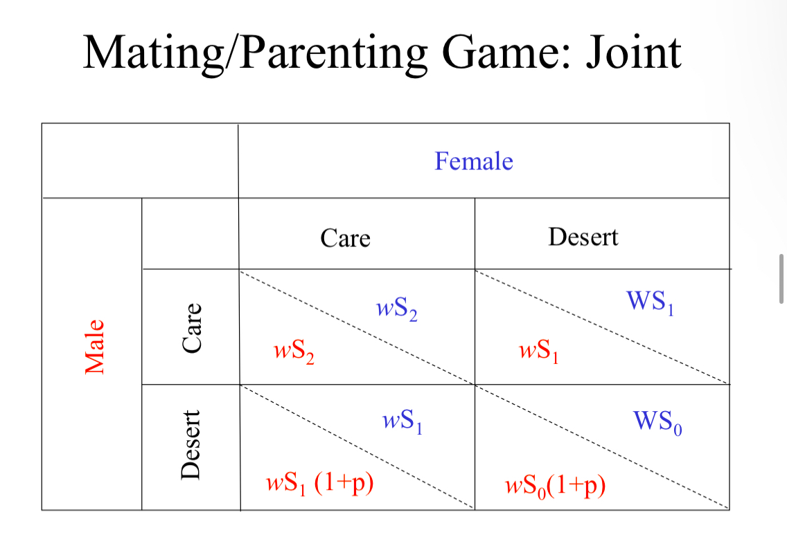 <p>Males: care or desert</p><p>Females: care or desert</p><p>Move care vs less care</p><p>Built in biases based on difference between sexes</p><p>Survival of offspring depend on number of care-givers</p><p>S2&gt;S1&gt;S0</p><p>Number of offspring in current brood = w</p><p>If male deserts he has probability (p) of acquiring new mate</p><p>He will continue to desert this mate as well</p><p>It only goes as far as mate number 2, so after it does not matter</p><p>If female deserts she ALWAYS finds new mate, has fecundity = W (sometimes 2w but not always)</p><p>She also continues to desert the second mate and ends at 2</p><p></p><p>Assumptions</p><p>Males and females equally good at care</p><p>Strats are fixed</p><p></p><p>If biparental care it would result in wS2 for both</p><p>If male deserted and female cared it would be wS1 for female and wS1(1+p) for male</p><p>If both male and female deserted it would be WS1 for female and wS1 for male</p><p>If the female deserted and male cared it would be WS0 for female and wS0(1+p) for male</p><p>When should both sexes provide care?</p><p>When switching by either sex is not better, so</p><p>Females care when wS2&gt;WS1 and</p><p>Males care when wS2&gt;wS1(1+p)</p><p>Value of care is important!!</p><p>If S2 is not much more than S1 then no incentive to stay</p><p>Opporotunity for additional matings is important</p><p>Value of p affects desertion by males</p><p></p>