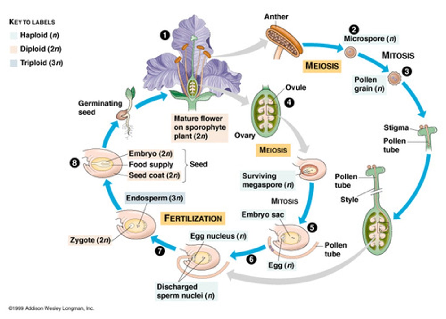 <p>Produce seeds enclosed within a fruit</p><p>- seed bearing vascular plant</p>