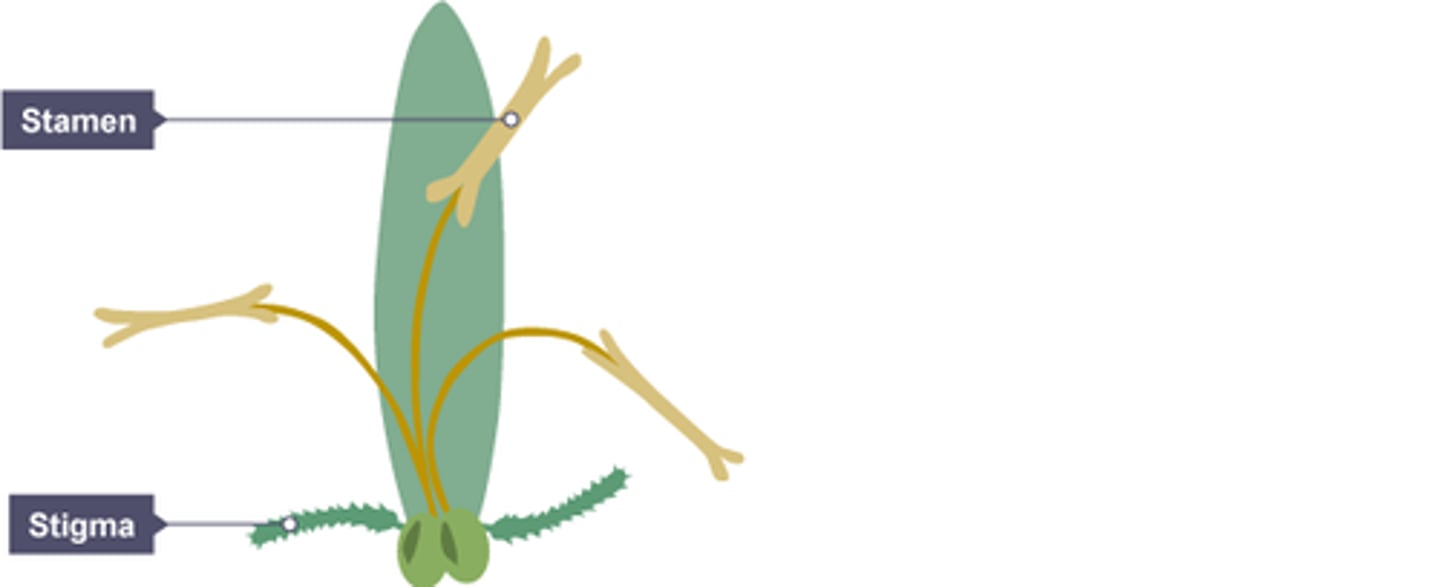 <p>they have small petals, and their stamens and stigmas hang outside the flower.</p>