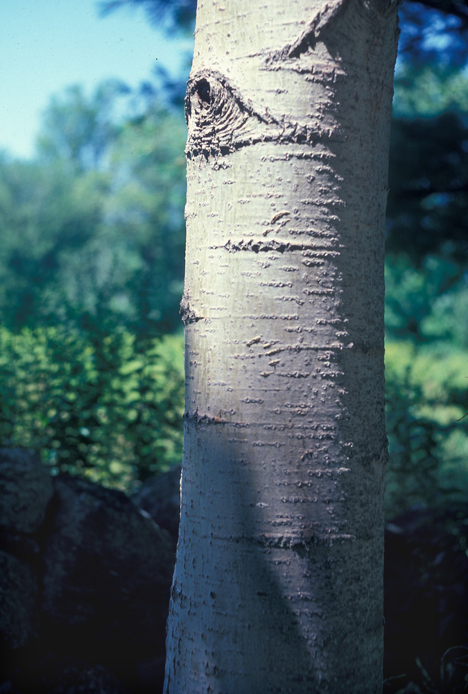 <p>quaking aspen, Populus tremuloides, Salicaceae</p>