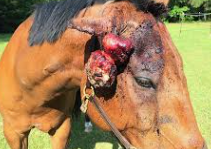 <ul><li><p><span style="background-color: transparent;"><strong><span>Et: </span></strong></span><span style="background-color: transparent; color: red;"><span>bovine papillomavirus</span></span><span style="background-color: transparent;"><span> + wound + genetics</span></span></p><ul><li><p><span style="background-color: transparent; color: red;"><strong><span>#1 skin tumor!!!!&nbsp;</span></strong></span></p></li><li><p><span style="background-color: transparent; color: red;"><strong><span>Locally invasive fibroblastic</span></strong><span> tumor</span></span></p></li></ul></li><li><p><span style="background-color: transparent;"><strong><span>Cs:</span></strong><span> </span><strong><span>nodules</span></strong><span>&nbsp;→&nbsp;</span><u><span>face, periocular, ears, neck, genital, distal limbs</span></u></span></p><ul><li><p><span style="background-color: transparent;"><strong><u><span>Can compromise fxn → welfare issue</span></u></strong><u><span>&nbsp;</span></u></span></p></li></ul></li><li><p><span style="background-color: transparent;"><strong><span>Dt:</span></strong><span> clinical presentation, excisional biopsy</span></span></p><ul><li><p><span style="background-color: transparent;"><u><span>Wide excision</span></u><span> →Take everything or nothing&nbsp;</span></span></p></li></ul></li><li><p><span style="background-color: transparent;"><strong><span>Tx:</span></strong></span><span style="background-color: transparent; color: red;"><strong><span>&nbsp;complete wide Sx removal/debulking,</span></strong><span>&nbsp;injection cisplatin or cryosurgery(adjunctive w/ sx),</span></span><span style="background-color: transparent;"><span> BCG injection (facial/ocular), benign neglect, </span><strong><span>no biopsy!&nbsp;</span></strong></span></p><ul><li><p><span style="background-color: transparent;"><strong><u><span>No curative therapy and high recurrence&nbsp;</span></u></strong></span></p></li></ul></li></ul><p></p>