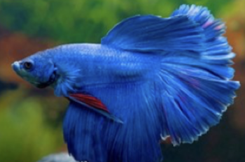 <p>What type of fish is shown in the picture?</p>