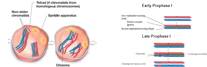 **Early Prophase I:** Chromosomes condense, nuclear envelope breaks up, spindle apparatus forms

→ Homologous chromosomes come together and become tightly held along their lengths (process called synapsis) to form a **tetrad**

\
\
**Late Prophase I:** Crossing over of non-sister chromatids

→ Contact points between non-sister chromatids occur

→ The name of these contact points are called chiasma (or chiasmata)

→ These are the sites of DNA breakage by specialized enzymes