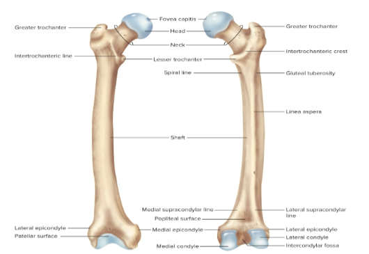 <p>Femur</p>