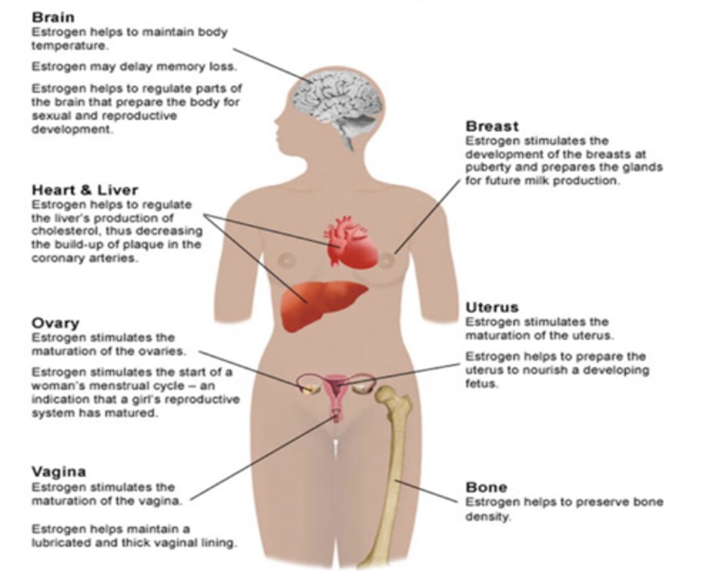 <p>helps maintain body temperature, delay memory loss, regulate cholesterol, maturation of ovaries, menstrual cycle start, maturation of the vagina, bone density, nourishing a fetus, development of breasts and glands for milk production</p>