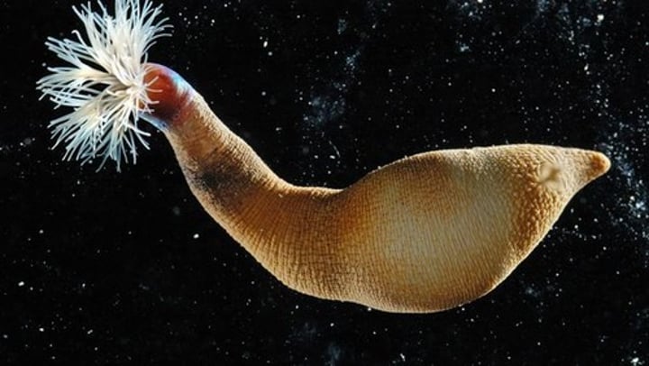 <p>Peanut worms</p>