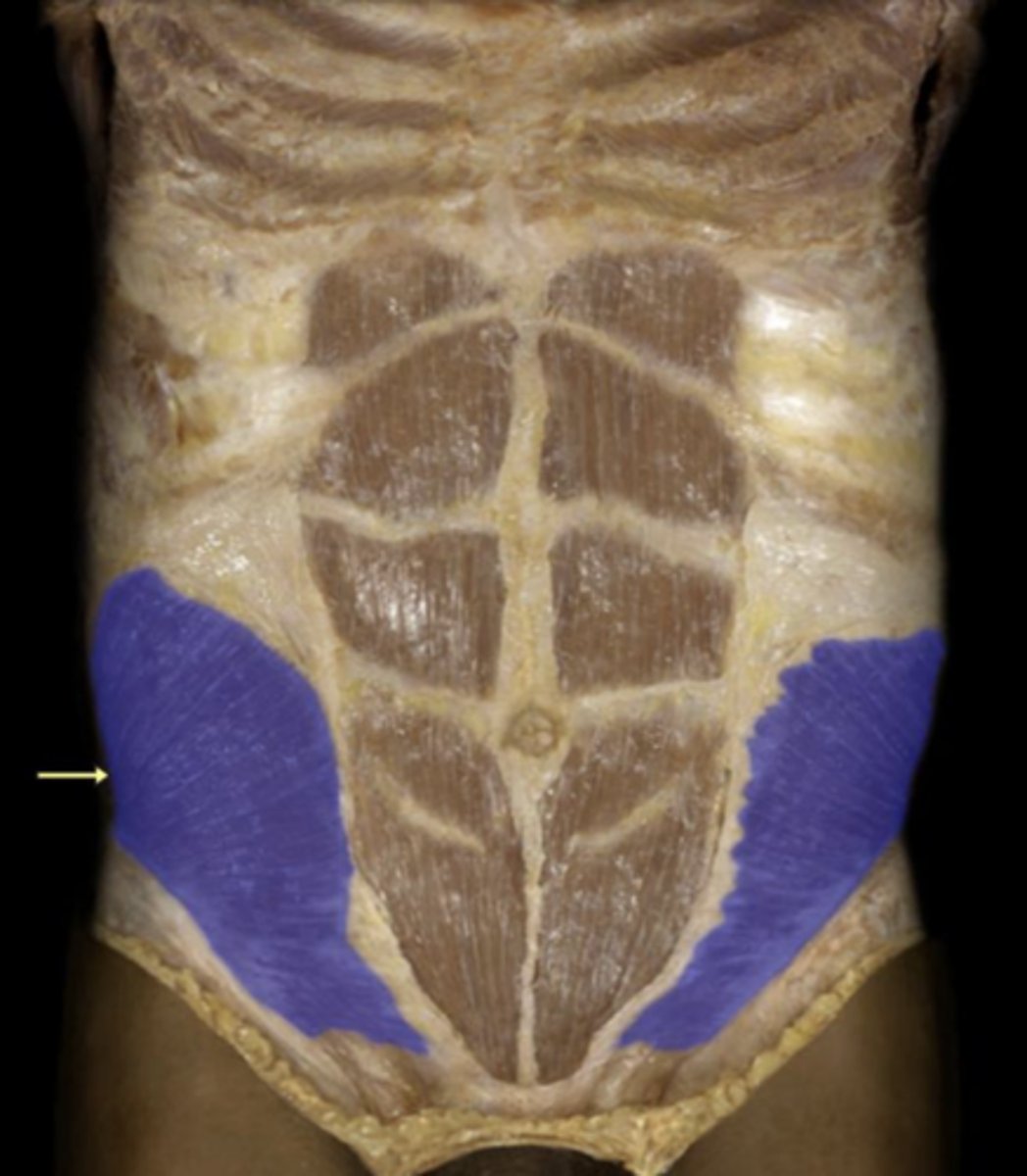 <p>action of internal oblique</p>