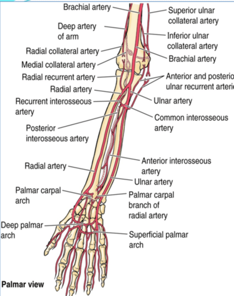 <p>runs on anterior aspect of interosseous membrane -&gt; pierces the membrane distally to pass posteriorly and join the dorsal carpal arch</p>