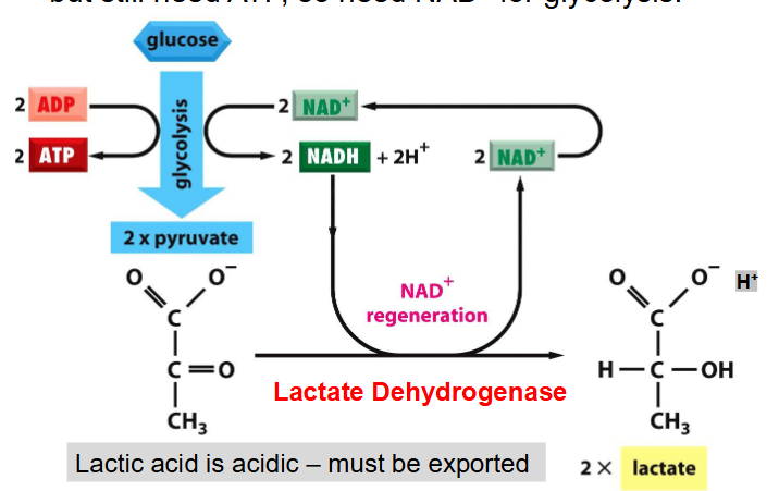 <p>- hence we need NAD+ for glycolysis</p><p>.</p><p>- the goal is to reproduce NAD+ (thats the reason its carried out) (goal is to reoxidise NADH)</p><p>- lactate is the conjugate base of lactic acid - must be exported</p><p>- so if that lactic acid leaves the cell and accumulates in the blood, it lowers blood pH and causes lactic acidosis</p>