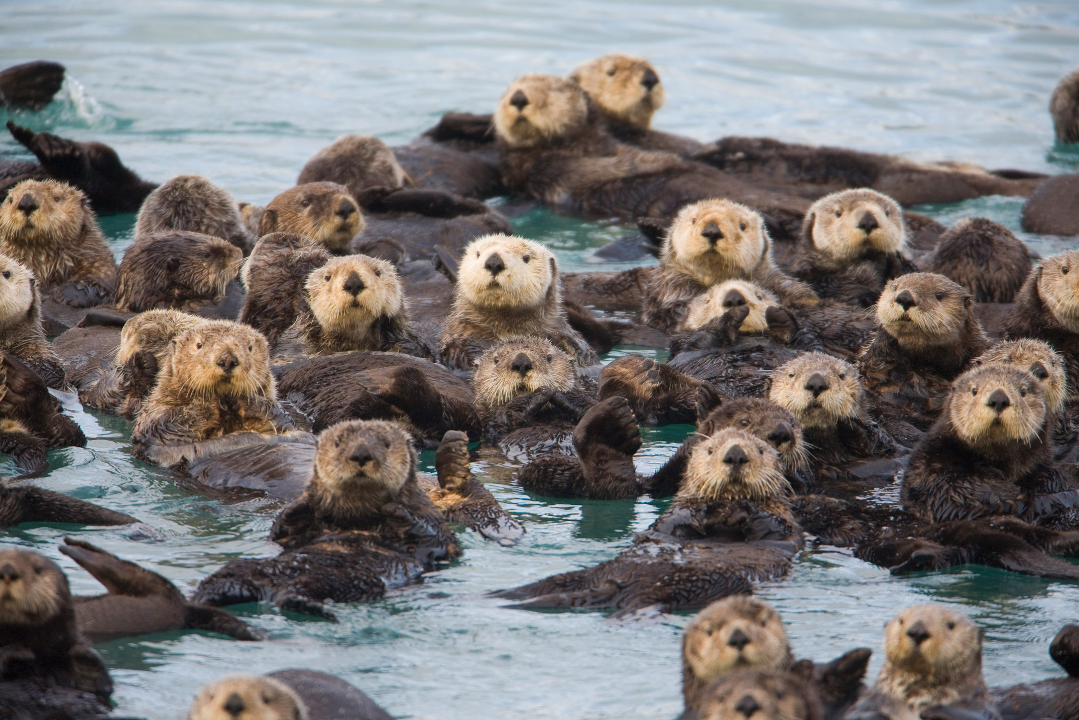 a group of organisms of different species who live in the same area at the same time