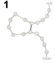 <p>at amino acid sequence level</p>
