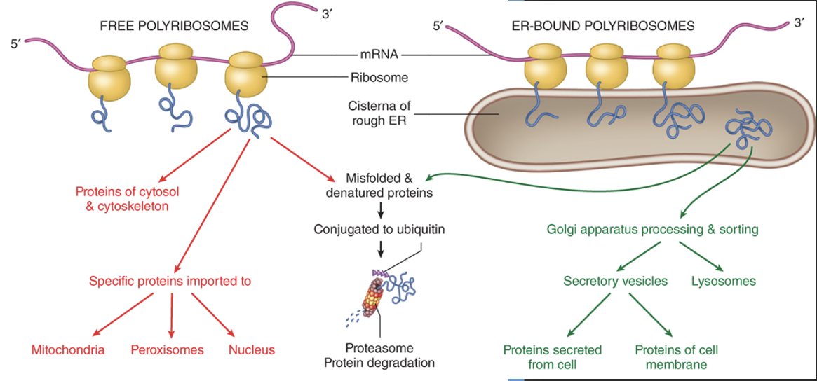 <p>The main difference is their location and protein destination:</p><ul><li><p><mark>free ribosomes in the cytoplasm make proteins for use within the cell</mark></p></li></ul><ul><li><p><mark>while ribosomes bound to the rough endoplasmic reticulum (RER) synthesize proteins destined for export, secretion, or incorporation into cellular membranes, lysosomes, or other organelles</mark>. Ribsomes are released after synthesizing protein</p><p></p><p>***Structurally, they are identical, and a ribosome can switch between free and bound states depending on the protein it is synthesizing</p></li></ul><p></p>