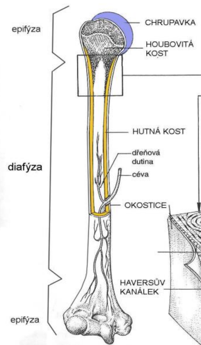 <p>diafyza = telo dlouhe kosti</p><p>epifyza = kloubni hlavice dlouhe kosti </p><p>okostice = vazivova blana na povrchu kosti, citliva protoze je prokrvena </p><p>houbovita kostni tkan = vypln hlavic</p><p>kostni dren</p>