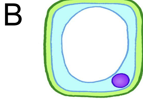 <p>put into pure water <span style="font-family: __bwModellica_c589ae, __bwModellica_Fallback_c589ae">→ cell B is turgid → water diffuse into cell by osmosis → high to low water potential inside the cell</span></p>