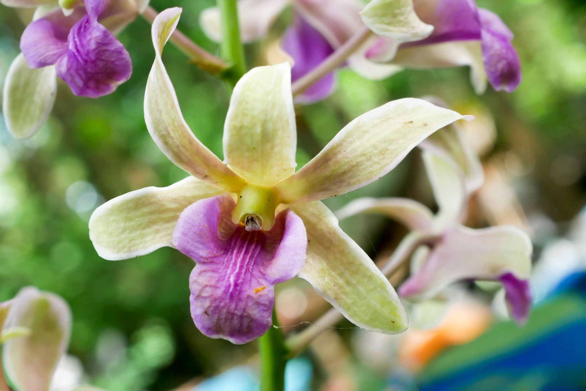 <p><img src="https://cdn11.bigcommerce.com/s-z1ttv3ti2z/images/stencil/1280x1280/products/508/877/171DVS__31898.1679947317.jpg?c=1" alt="White/Purple Variegated Dendrobium Orchid"></p>