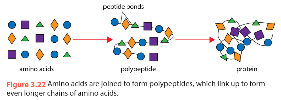 <ul><li><p>many amino acid molecules are joined in a <strong>linear manner</strong> to form a <strong>polypeptide</strong></p></li><li><p><strong>polypeptides</strong> in turn may be linked up to form an <strong>even longer amino acid chain</strong></p></li><li><p>a <strong>protein</strong> molecule is made up of one or more such <strong>polypeptide</strong> chains <strong>folded</strong> together into a more <strong>complex, 3D shape</strong></p></li></ul>