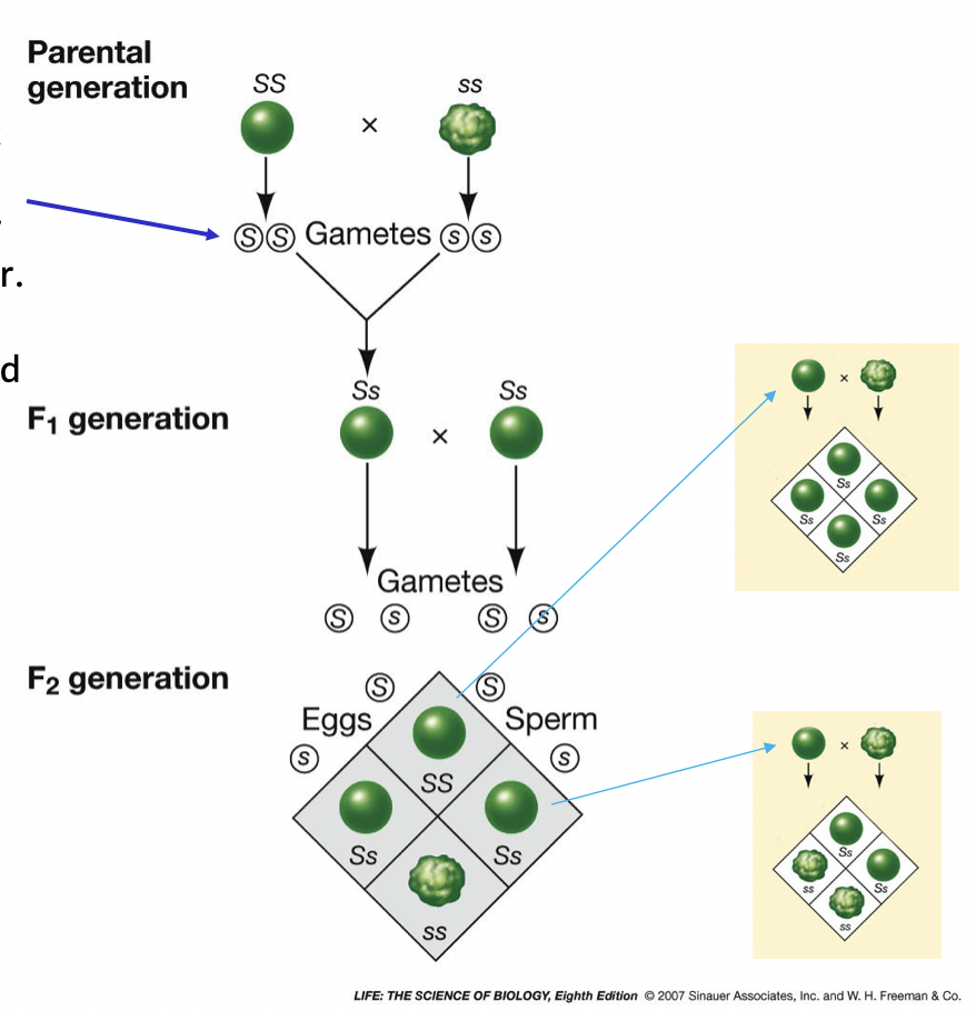 <ul><li><p>Mendel proposed that heredity comes in 2 discrete units</p></li><li><p>2 per organism, per character</p></li><li><p>The dominant S and recessive s</p></li><li><p>Gametes only get one of these at random from there parent</p></li></ul>