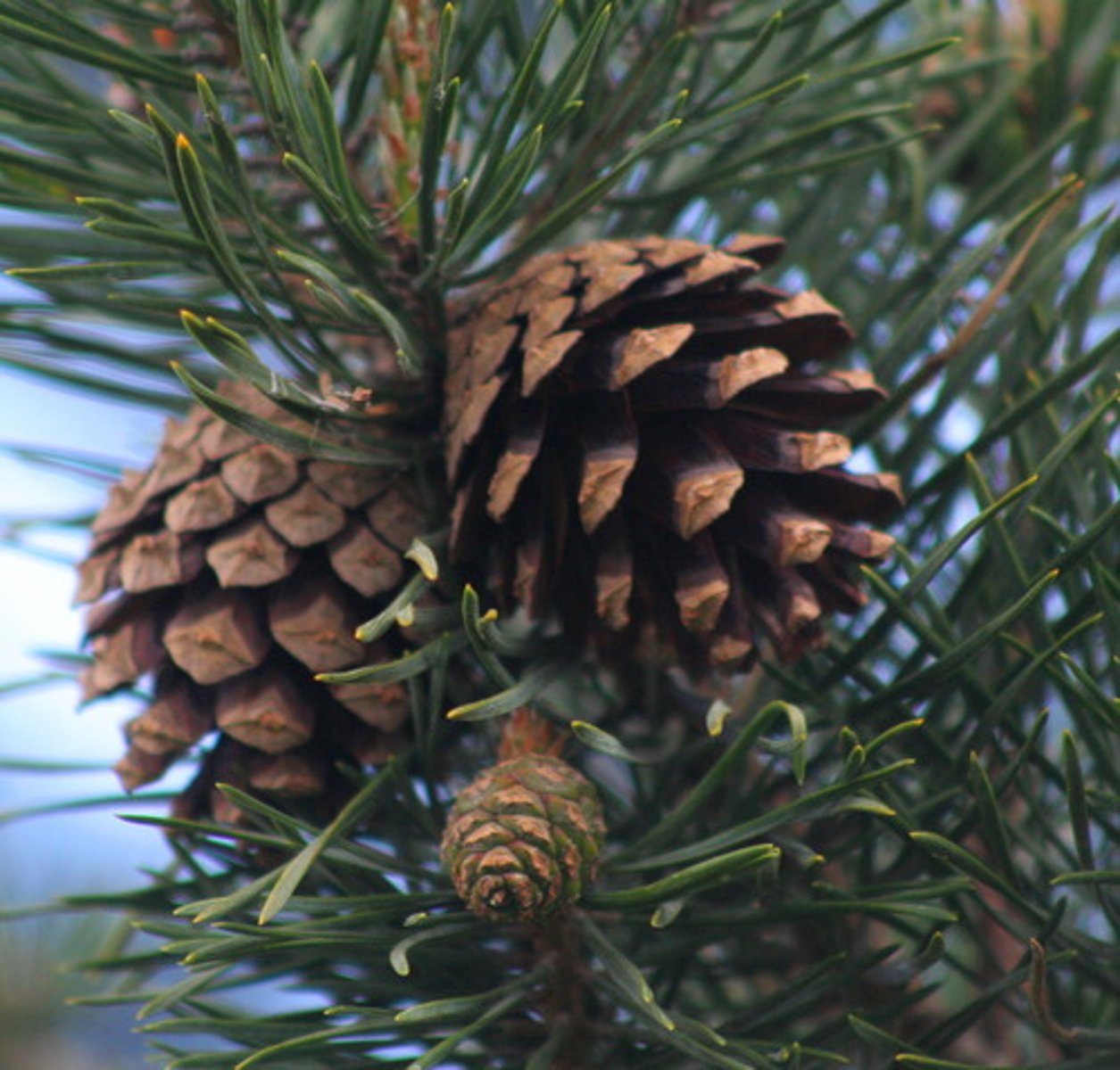 <p>What phylum are pines in?</p>